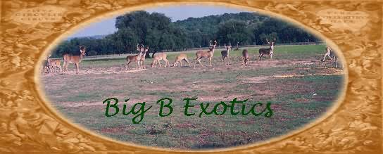 Some Nice Whitetails at Big B Exotics